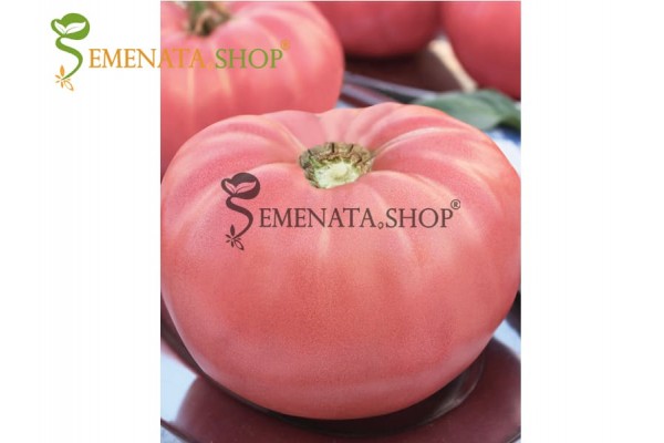 Семена на Розов градински домат Profi Line BG Флориян с уникалния български вкус и неустоим аромат Семена на Розов градински домат Profi Line BG Флориян с уникалния български вкус и неустоим аромат